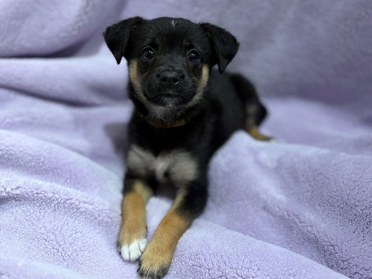Magnolia the puppy was first seen on surveillance video footage that showed a man driving up to the Mission Viejo Animal Services Center.