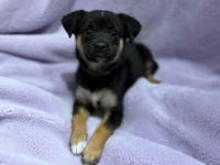 Abandoned Puppy 'Magnolia' Soon To Be Up For Adoption In Mission Viejo