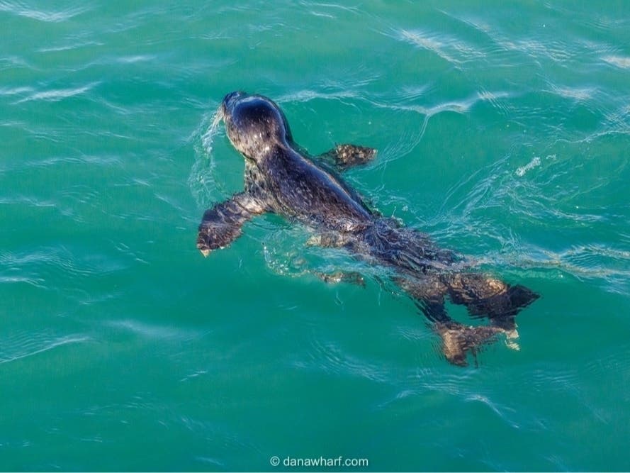 This photo was snapped by Laura Lopez while traveling about a Dana Wharf Whale Watching vessel.