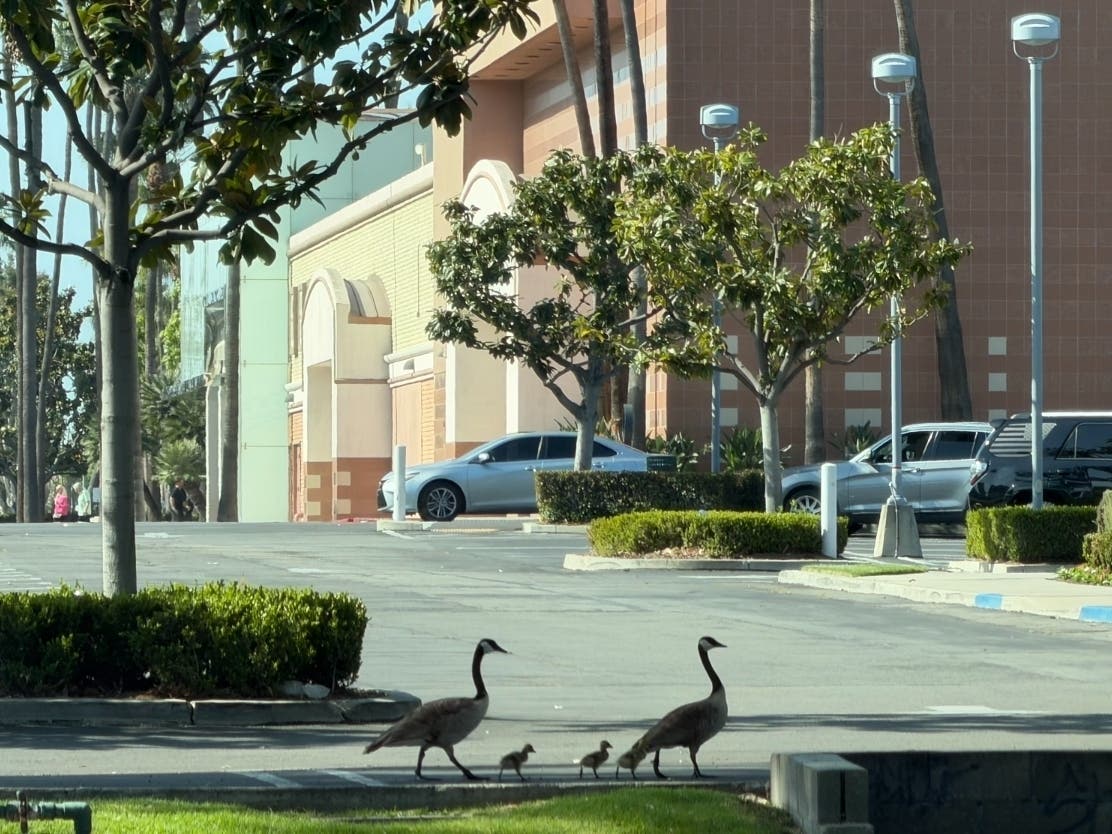 This family of birds featuring a goose, gander and two goslings was seen crossing near South Coast Plaza this past weekend.