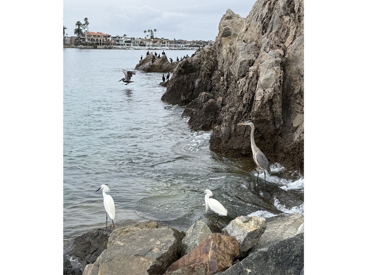 Resident Sandy Fishbein was enjoying a walk along the coast, practicing her new hobby of bird watching while she enjoyed the rays and ocean breeze, when she stumbled upon this sight.