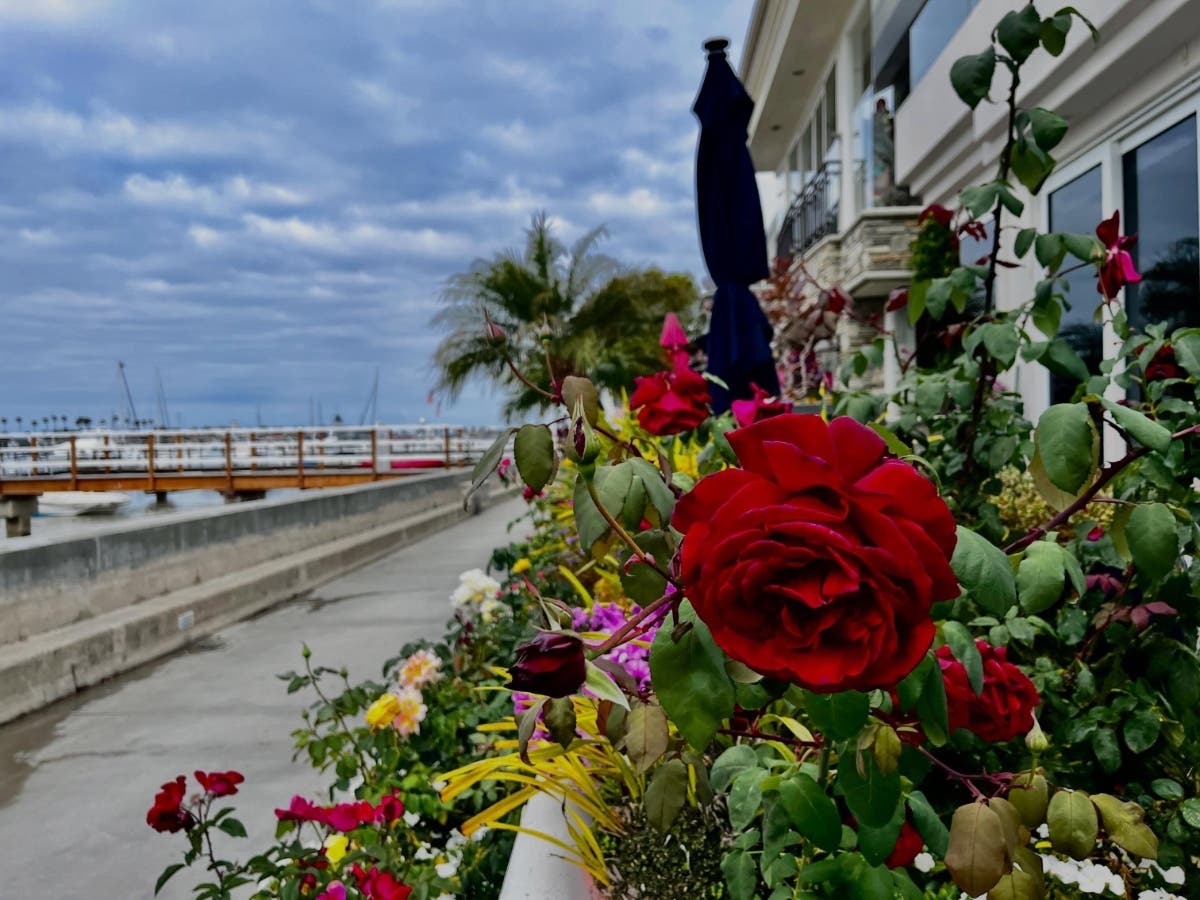 Laguna Beach photographer Susana Cruciana was enjoying a visit to Balboa Island when she snapped this beautiful photo.