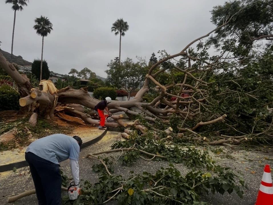 According to city officials, maintenance crews and staff responded to a canopy failure involving the coral tree located just behind the wooden sign in the Lang Park parking lot.