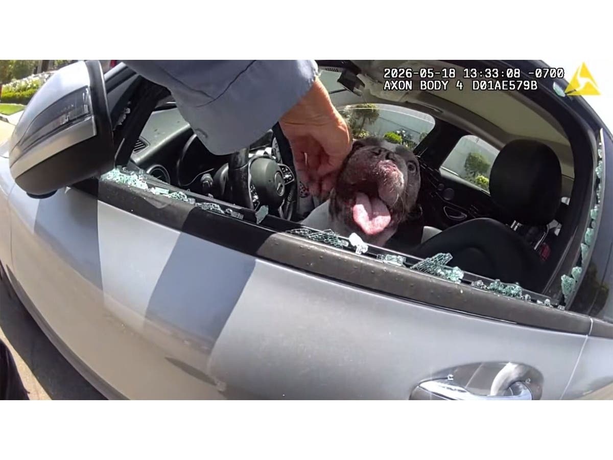 Authorities said a Newport PD Animal Control officer responded to a vehicle on May 18 in the 2400 block of Holly Lane, where the five dogs were seen trapped inside with "windows slightly cracked open."