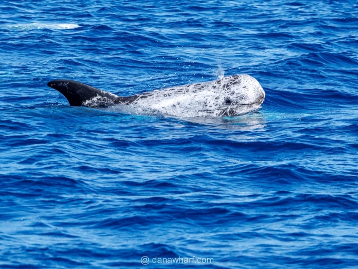 Travelers aboard a Dana Wharf Whale Watching vessel were treated to a spectacular sight this past week: a pod of beaming Risso's dolphin.