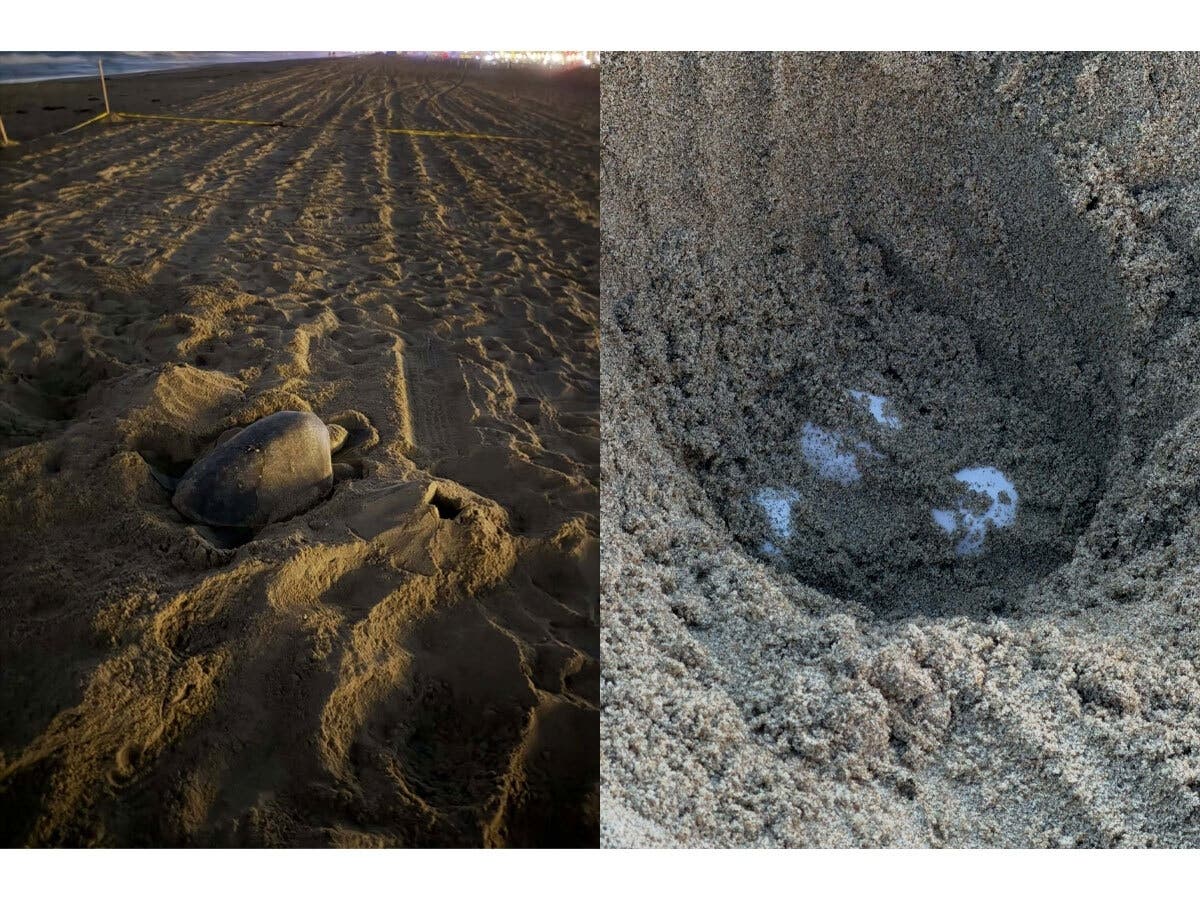 The olive ridley sea turtle was seen digging a nest and laying eggs near Seal Beach in Orange County on Wednesday, Sept. 16, officials said.