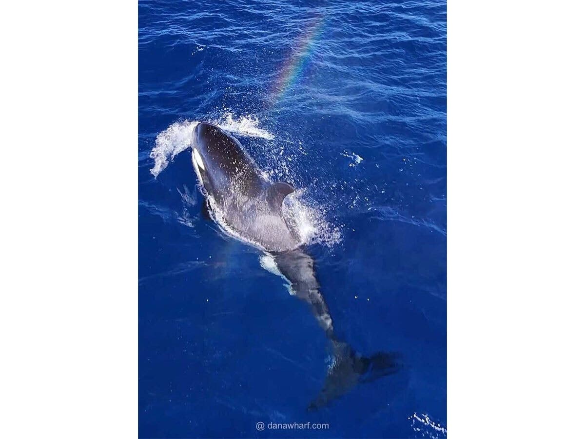 The pod of 13 whales — and two calves — were seen just a few miles offshore from Dana Point Harbor on Monday.