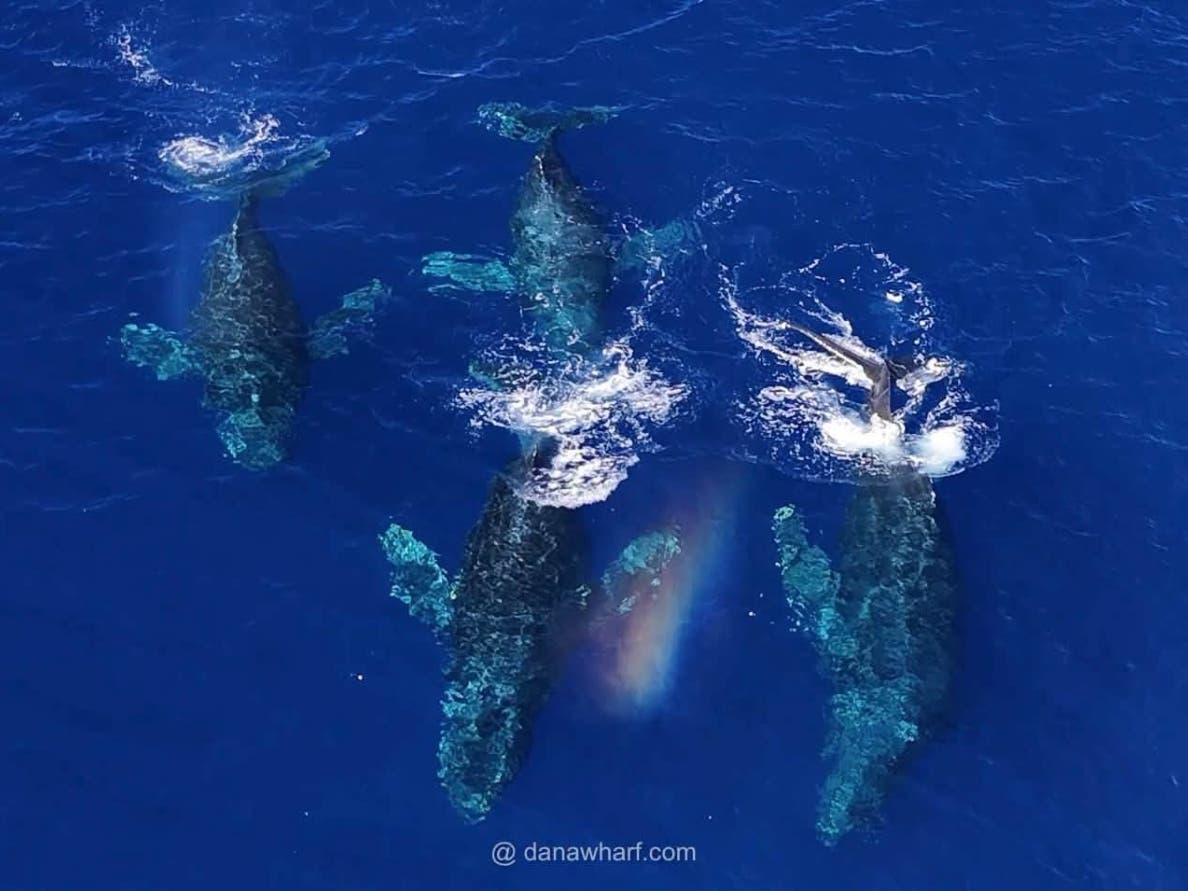 The gentle giants were spotted ﻿Wednesday by travelers aboard a Dana Wharf Whale Watching vessel.
