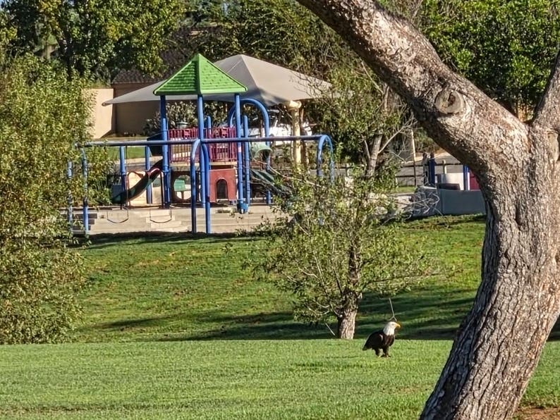 Laguna Niguel resident Dan Greenwood had a special encounter with a bald eagle this past weekend at Laguna Niguel Regional Park.
