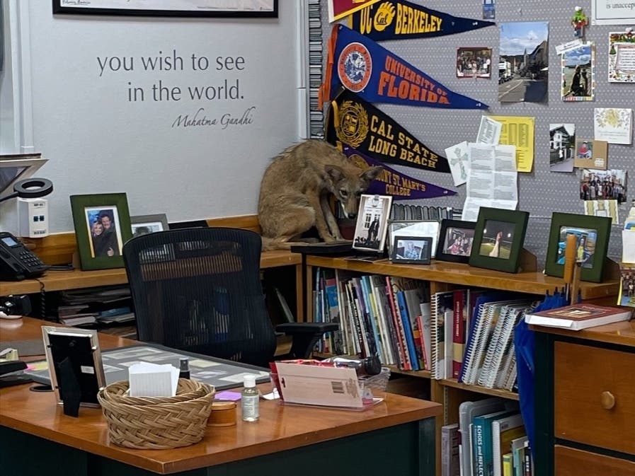 A coyote entered an eighth-grade classroom at the Northridge school Wednesday. 