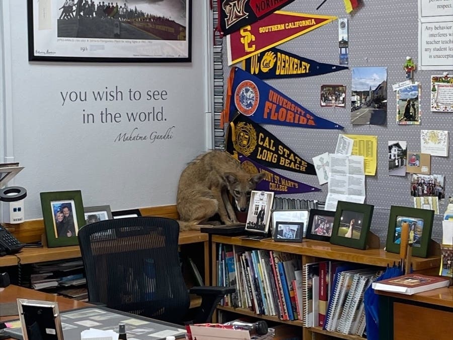 California saw tons of weird headlines this year, including wildlife sneaking into unlikely places. In Northridge, a coyote entered a classroom on the first day of school. 