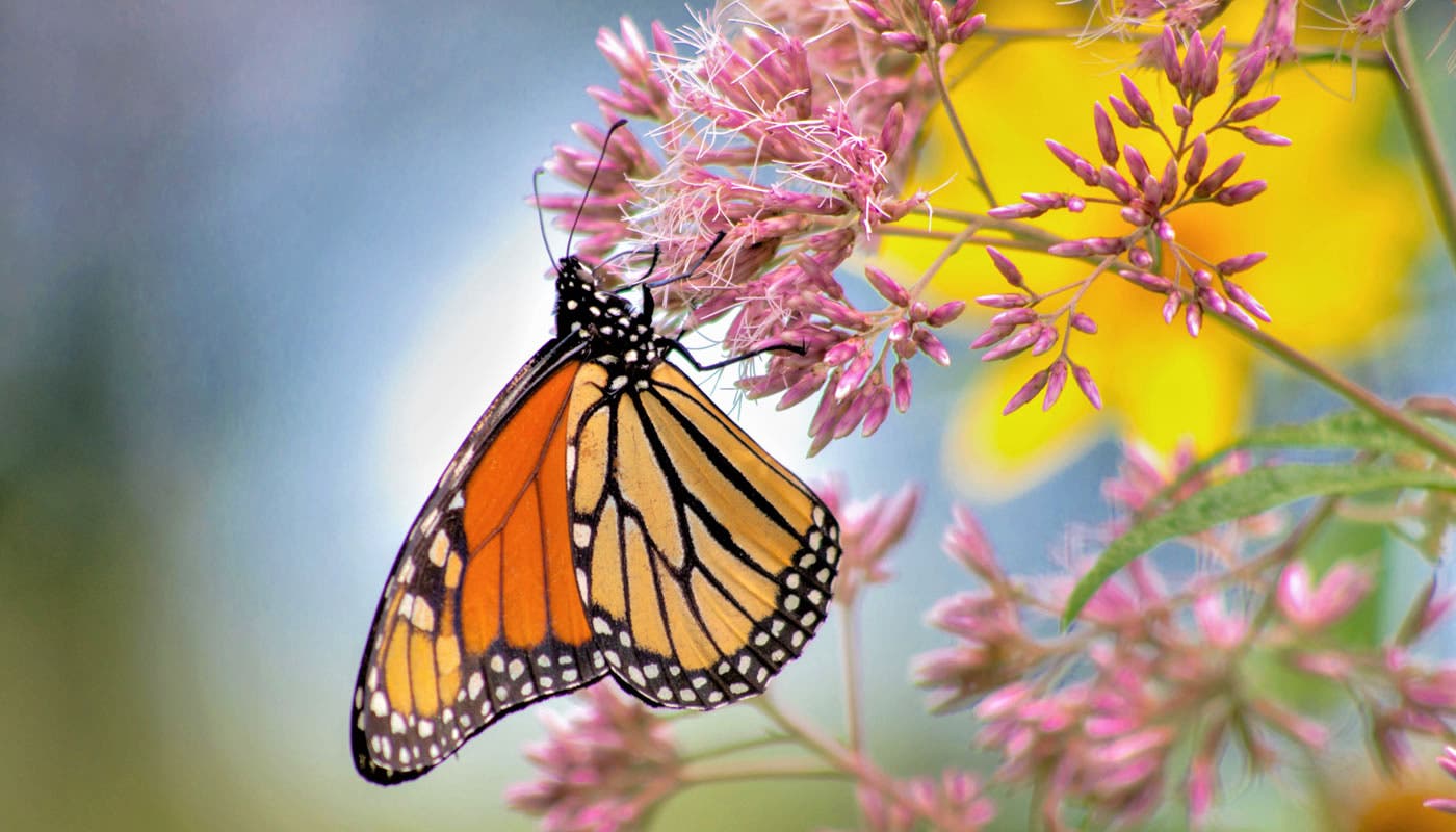 Insect Safari at Wolf Road Prairie (free event)