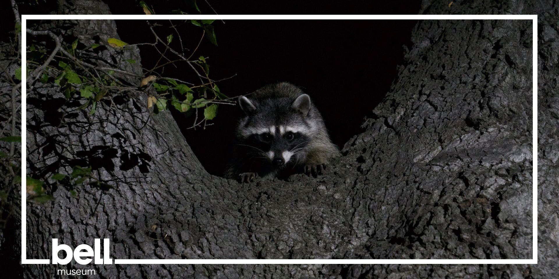 Outsider Animals with Marlene Zuk and Friends