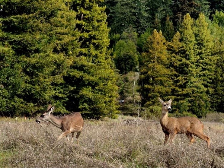 Michigan motorists are more likely to hit an animal while driving.