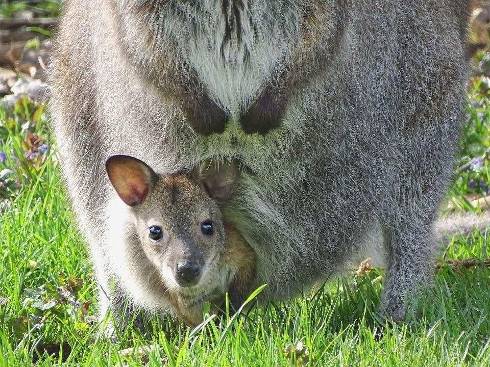 At 5-months-old, the joey is just beginning the process of independence by spending time outside the pouch, but still needs nursing and time in the pouch​, Detroit Zoo officials said.