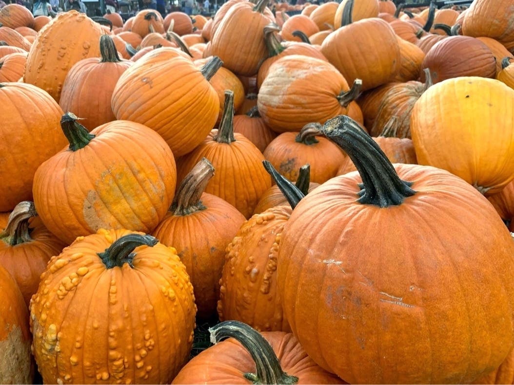 It’s that time of year again. Pumpkin products are popping up on shelves and the pumpkin spice latte is back on drink menus nationwide.