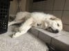 "Coda" is a white Great Pyrenees with double dew claws on his rear paws and tan/black color on ears. 