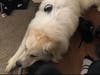 "Coda" is a white Great Pyrenees with double dew claws on his rear paws and tan/black color on ears. 