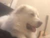 "Coda" is a white Great Pyrenees with double dew claws on his rear paws and tan/black color on ears. 