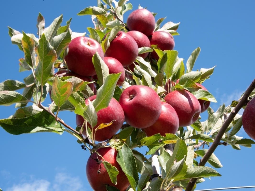 Knaebe’s Apple​, also known as Mmmunchy Krunchy Apple Farm, has been a northern Michigan staple in Rogers City staple since 1982. 