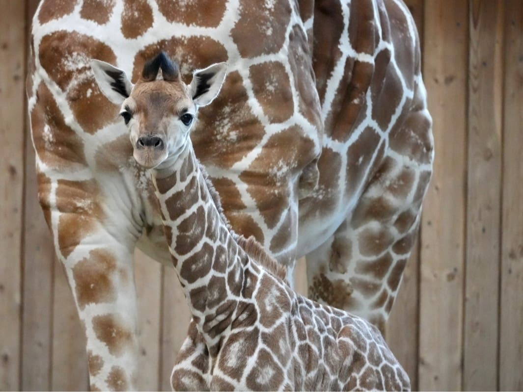 Detroit Zoo Welcomes New Healthy Baby Giraffe | Royal Oak, MI Patch