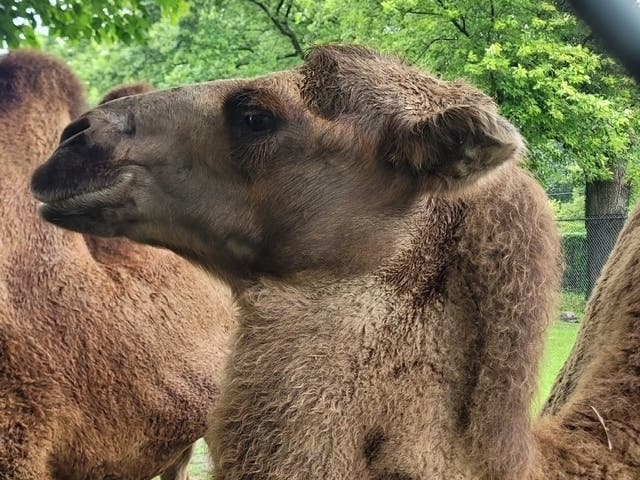 Beloved Camel Dies At Detroit Zoo | Royal Oak, MI Patch
