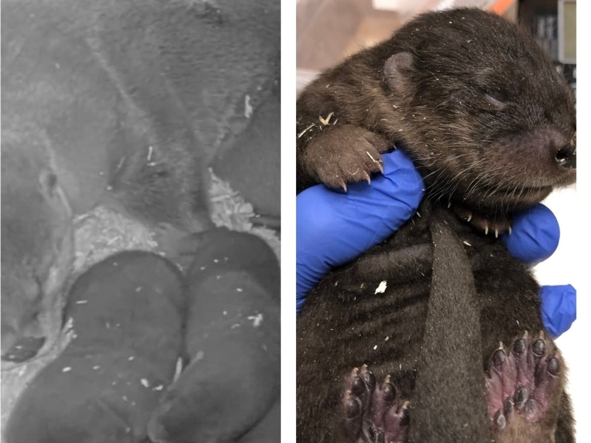 The Detroit Zoo welcomed its newest arrivals, three new river otter pups.