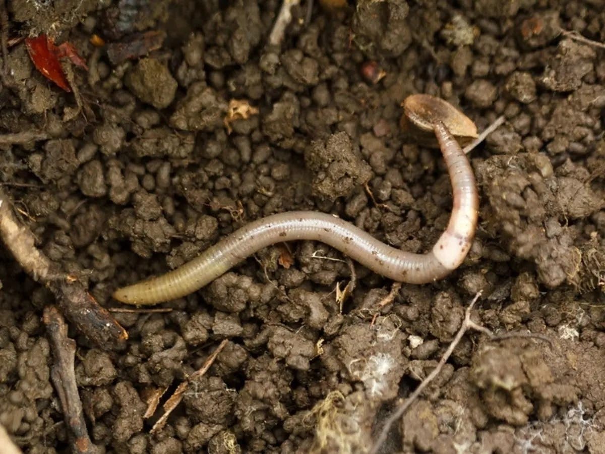 Agriculture officials are warning gardeners to be on the lookout for the Asian jumping worm after sightings of the invasive pest were reported in several states, including Michigan.
