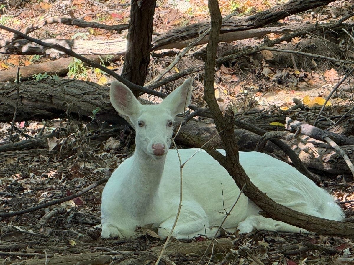 A beloved albino deer that has been seen in the Farmington Hills area was killed Tuesday after getting struck by a car, officials said.