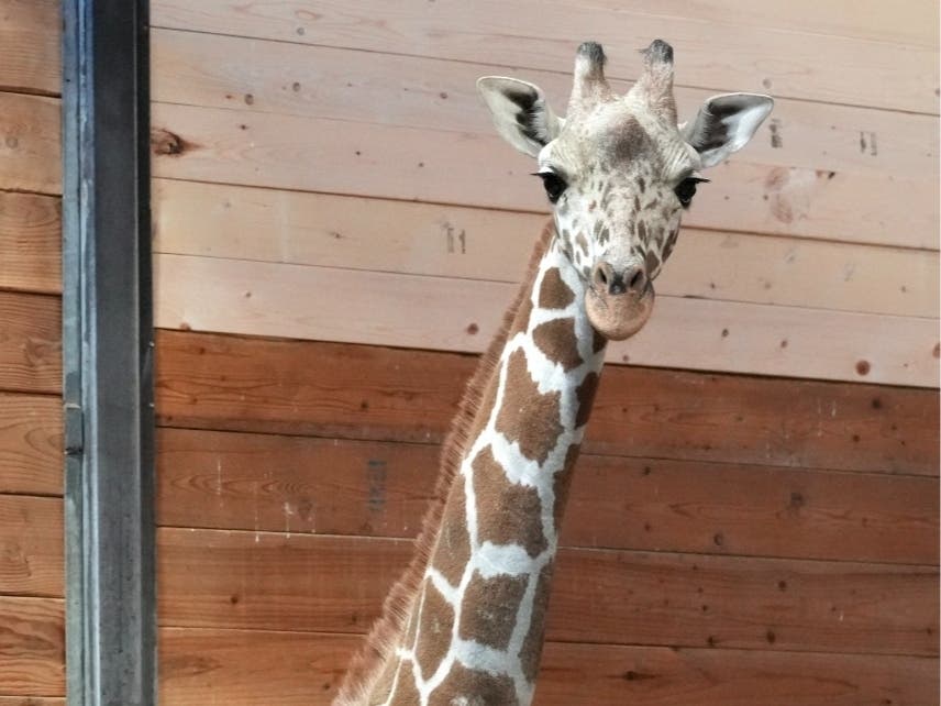 Nguvu comes from the Hogle Zoo in Utah and will join the rest of the giraffe herd at the Detroit Zoo, officials said.
