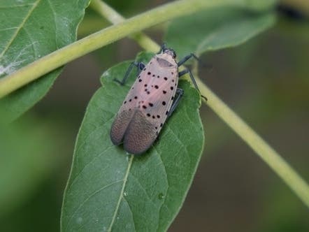 The lanternfly has been seen across southeastern Michigan, including in Jackson, Lenawee, Macomb, Monroe, Oakland or Wayne counties, officials said.