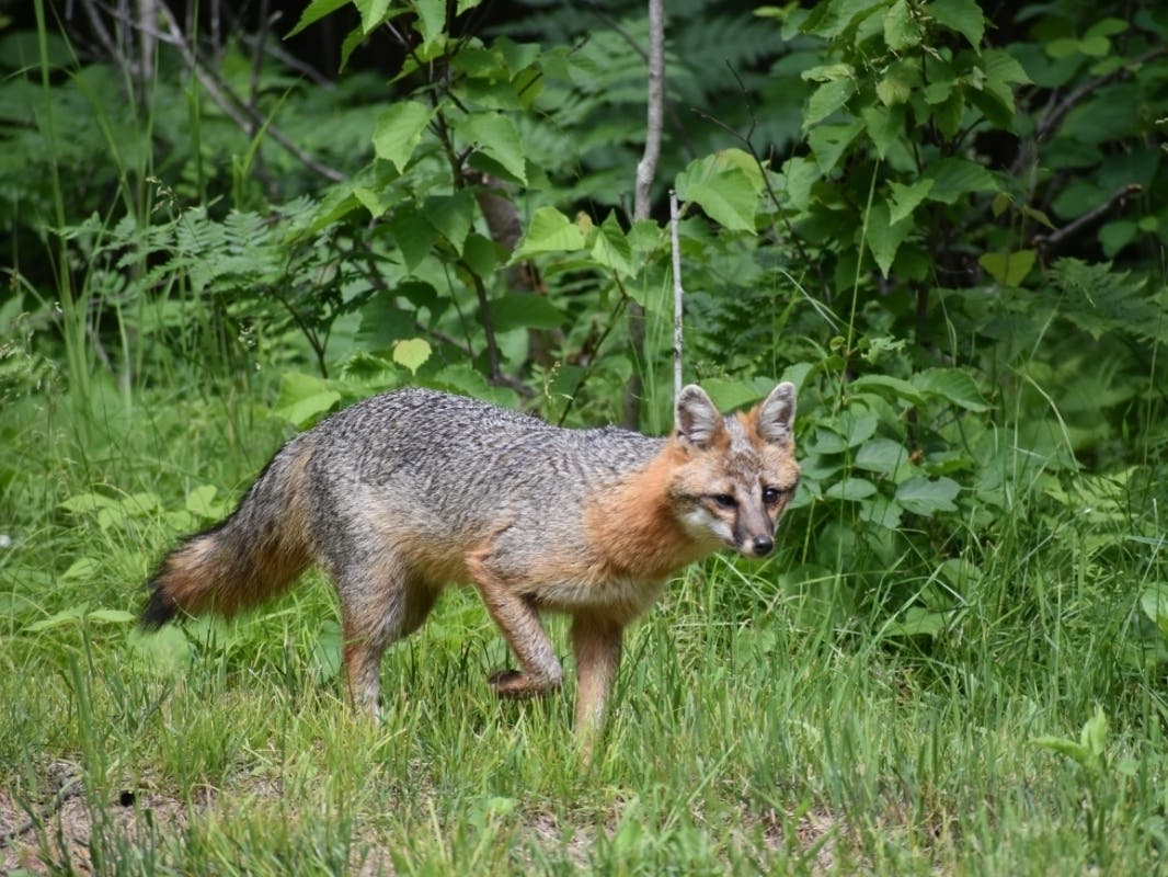 A gray fox walks through habitat. The Michigan DNR is asking the public to report gray fox sightings to help researchers better understand the species' distribution and status across the state.