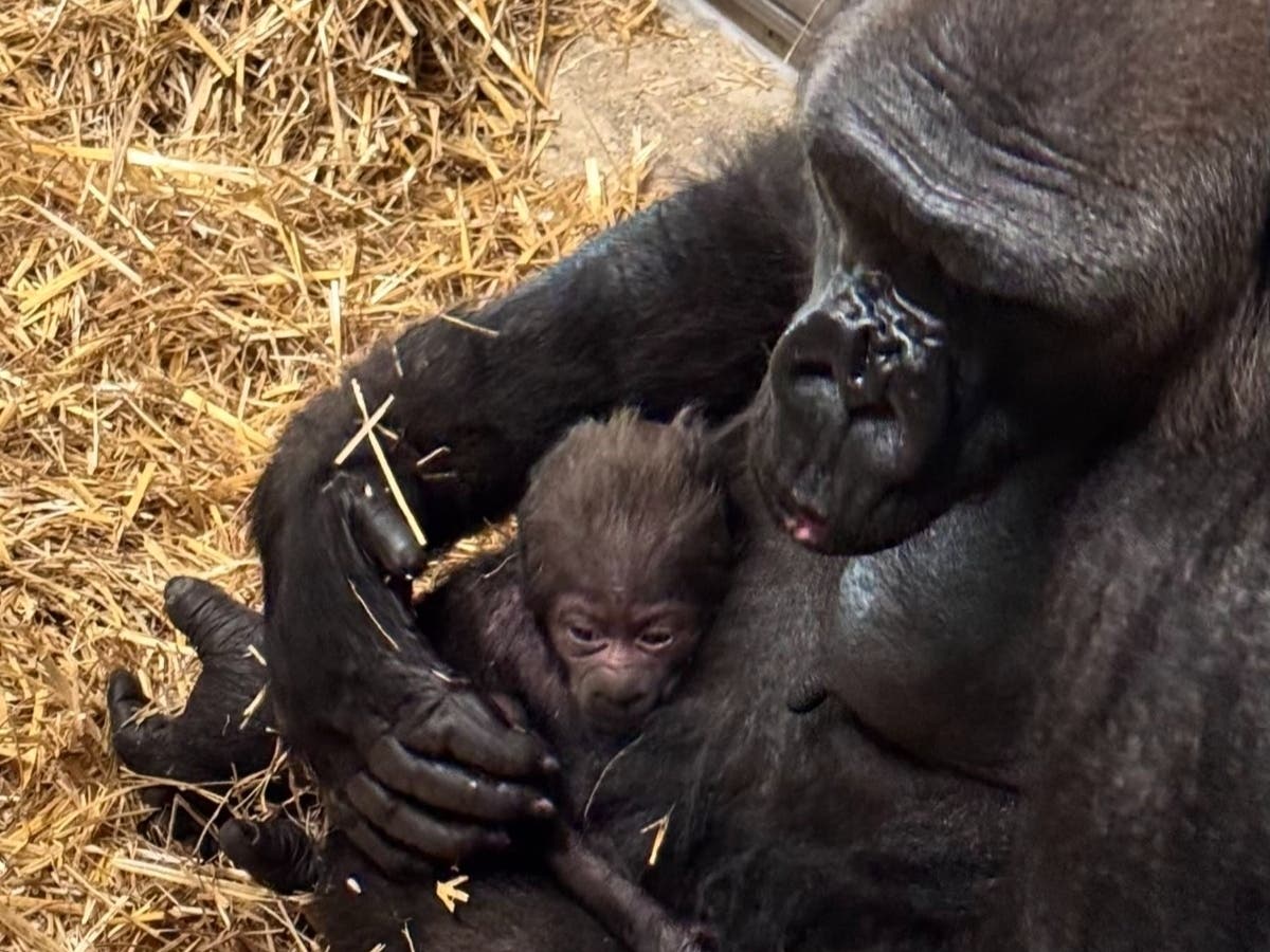 Mom and baby will spend a few days bonding behind the scenes so animal care and veterinary teams keep a close eye on the growing family, zoo officials said.
