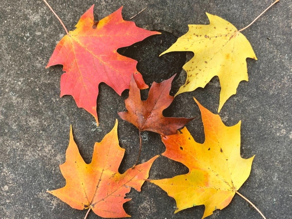 Here’s An Early Look At Fall Forecast For WI