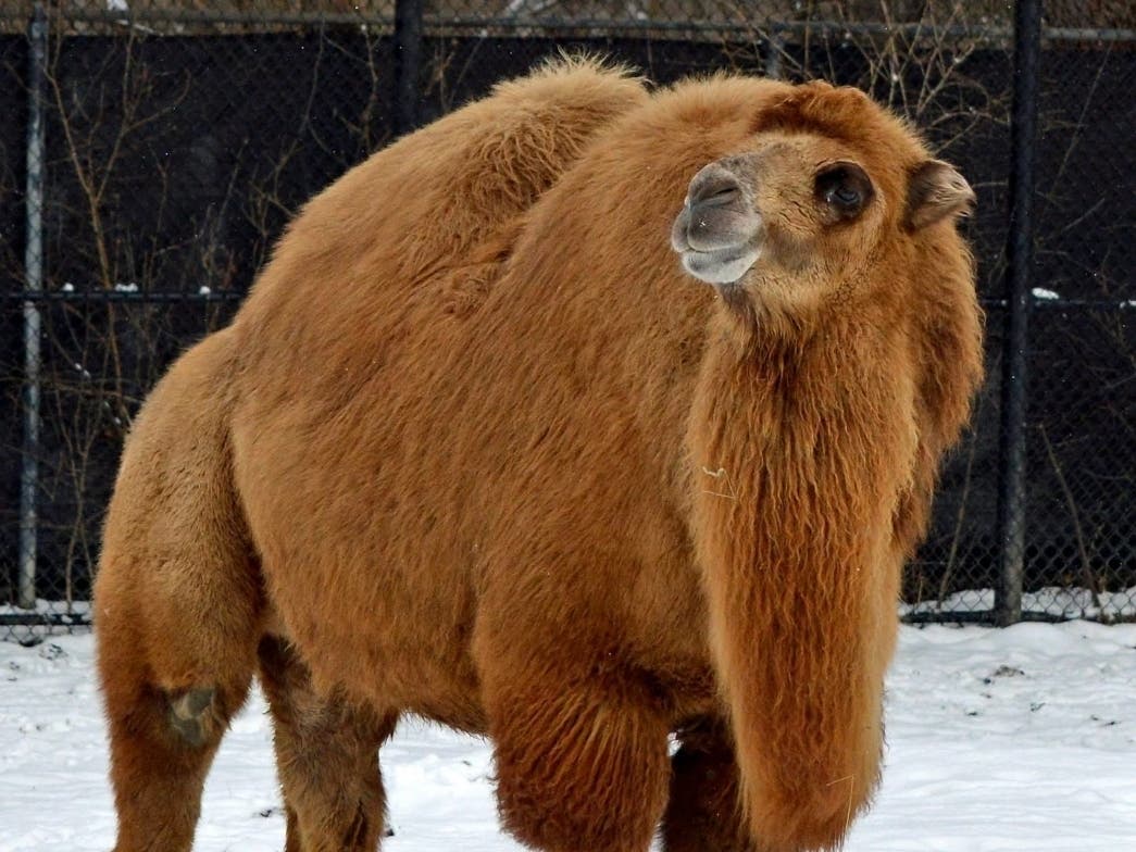 Suren, a beloved 18-year-old camel, died after she was compassionately euthanized, zoo officials said last Friday.