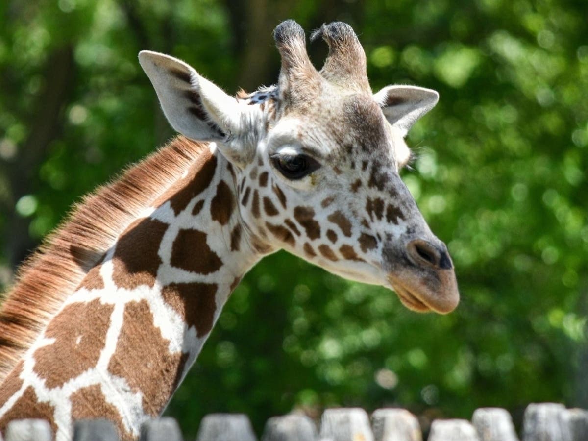 Nguvu, a young giraffe at the Detroit Zoo, was humanely euthanized after he was seriously injured Saturday, zoo officials said.
