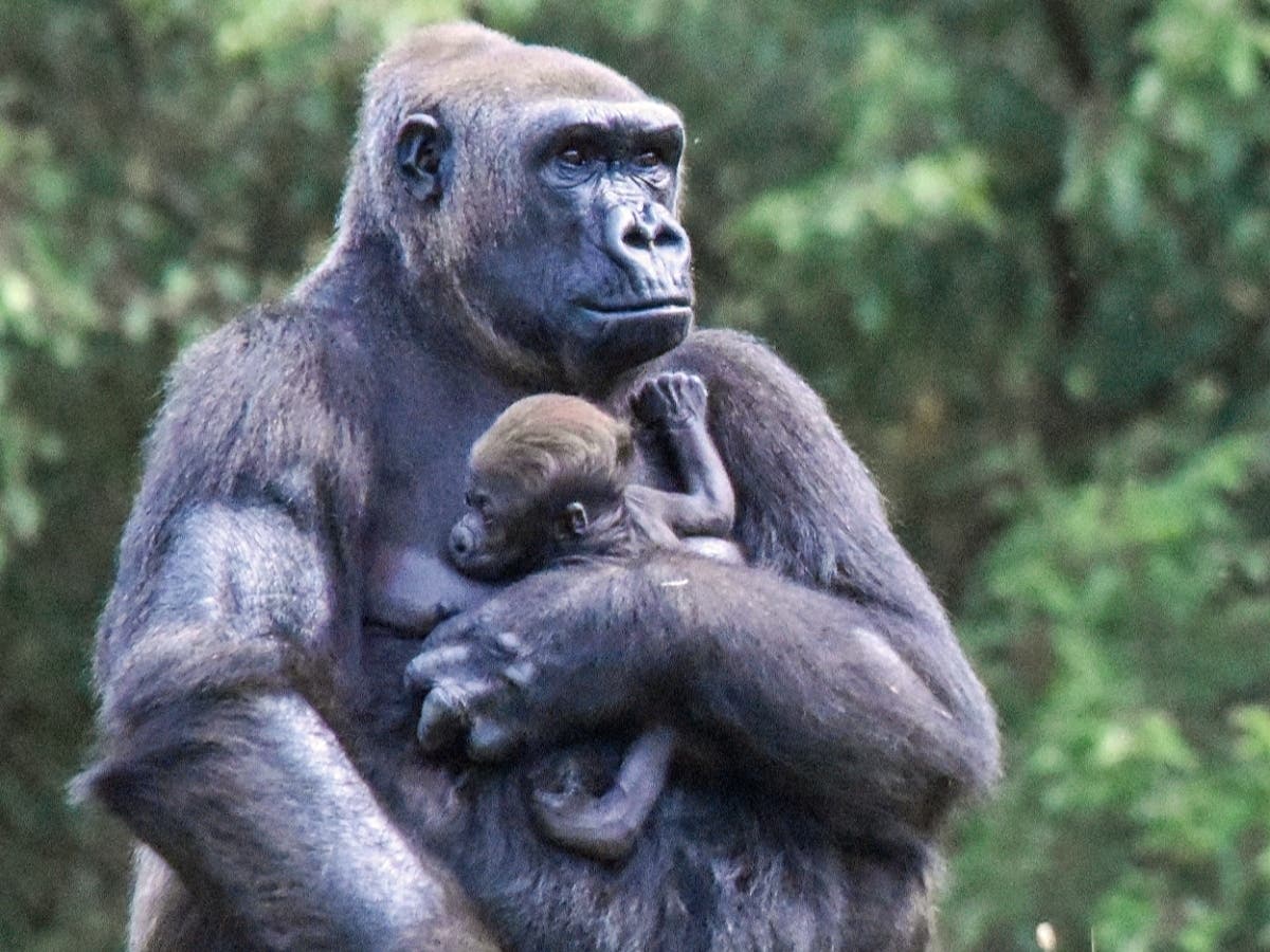The new baby gorilla born at the Detroit Zoo officially has a name.