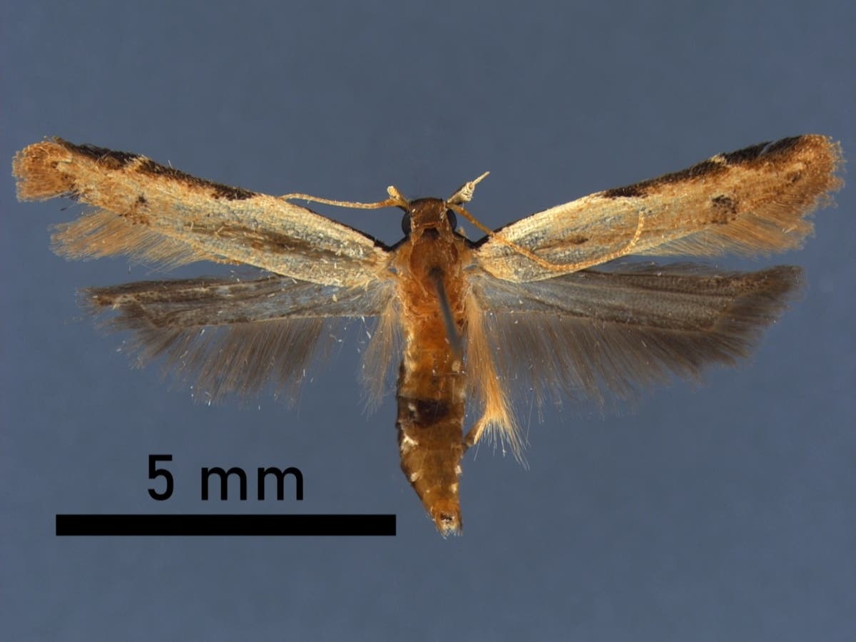 Officials identified the insect as a non-native straw crest moth (Mesophleps silacella).