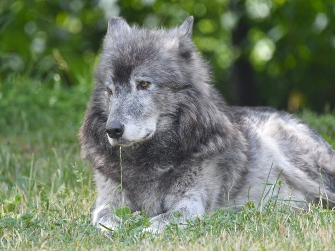 Kaska, a 16-year-old gray wolf at the Detroit Zoo, was compassionately euthanized on Thursday.