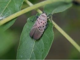 As of September 2026, spotted lanternfly populations have been confirmed in Berrien, Jackson, Lenawee, Macomb, Monroe, Oakland, Washtenaw and Wayne counties.