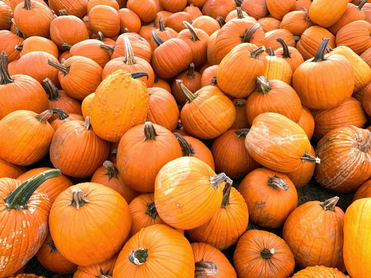 Where To Pick Pumpkins Across Metro Detroit This Fall — And How To Carve Them