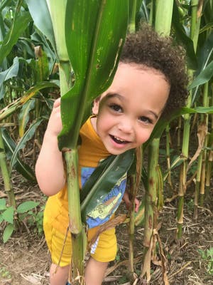 The Corn Maze at Twins BBQ