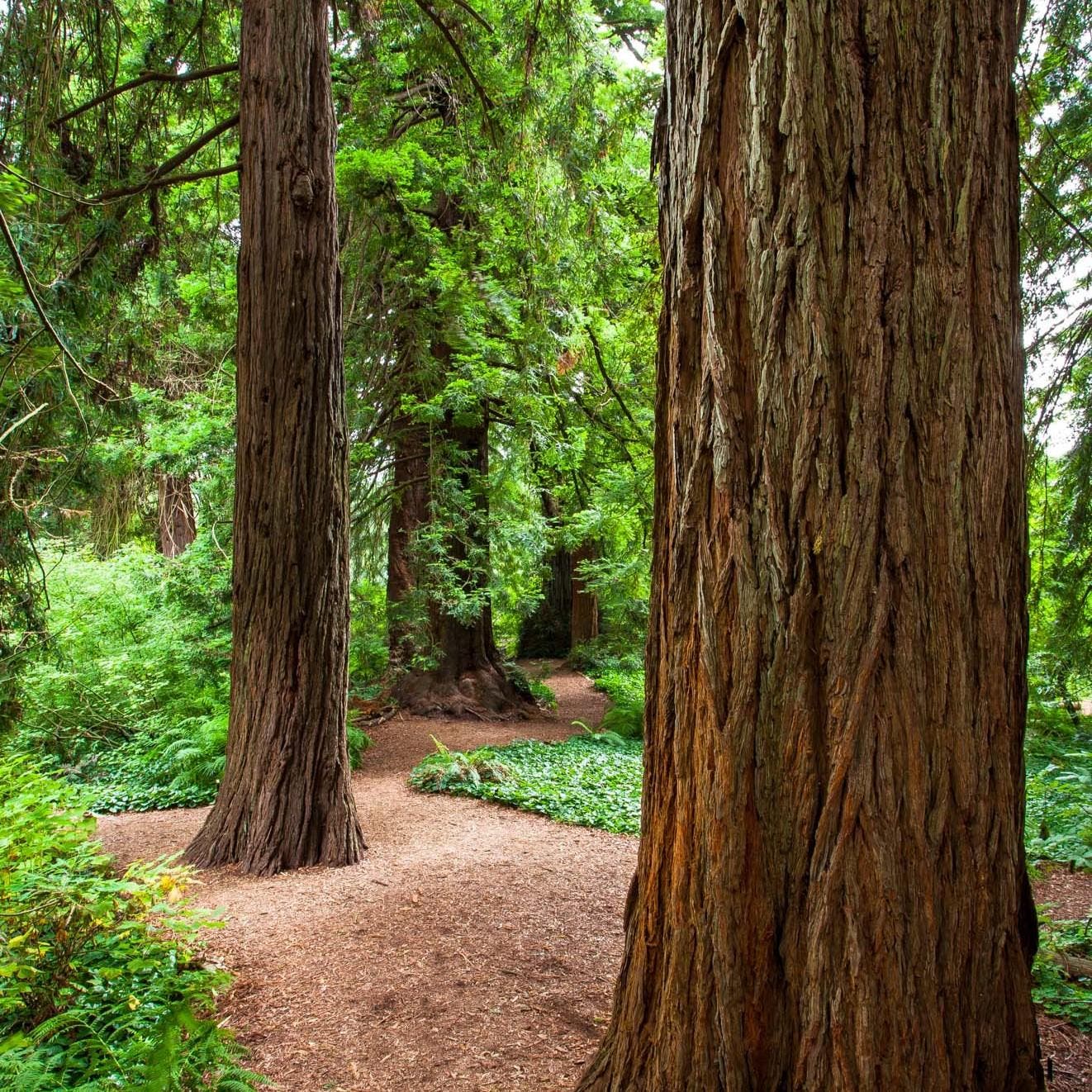 May Forest Bathing