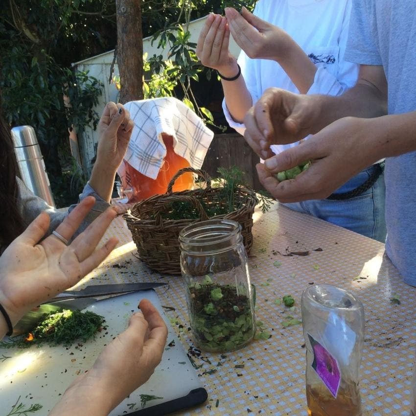 Tea Glee: How to Harvest & Blend Local Herbal Teas
