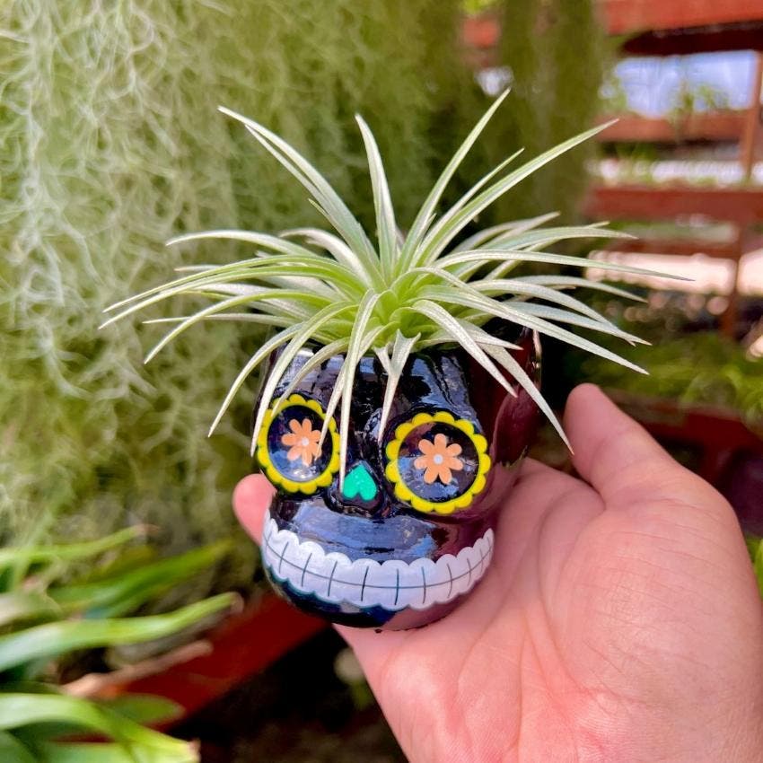 Paint Your Own Skull Planter Pots