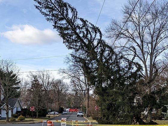 Fanwood Road Closure: Fallen Tree On Power Lines | Scotch Plains, NJ Patch