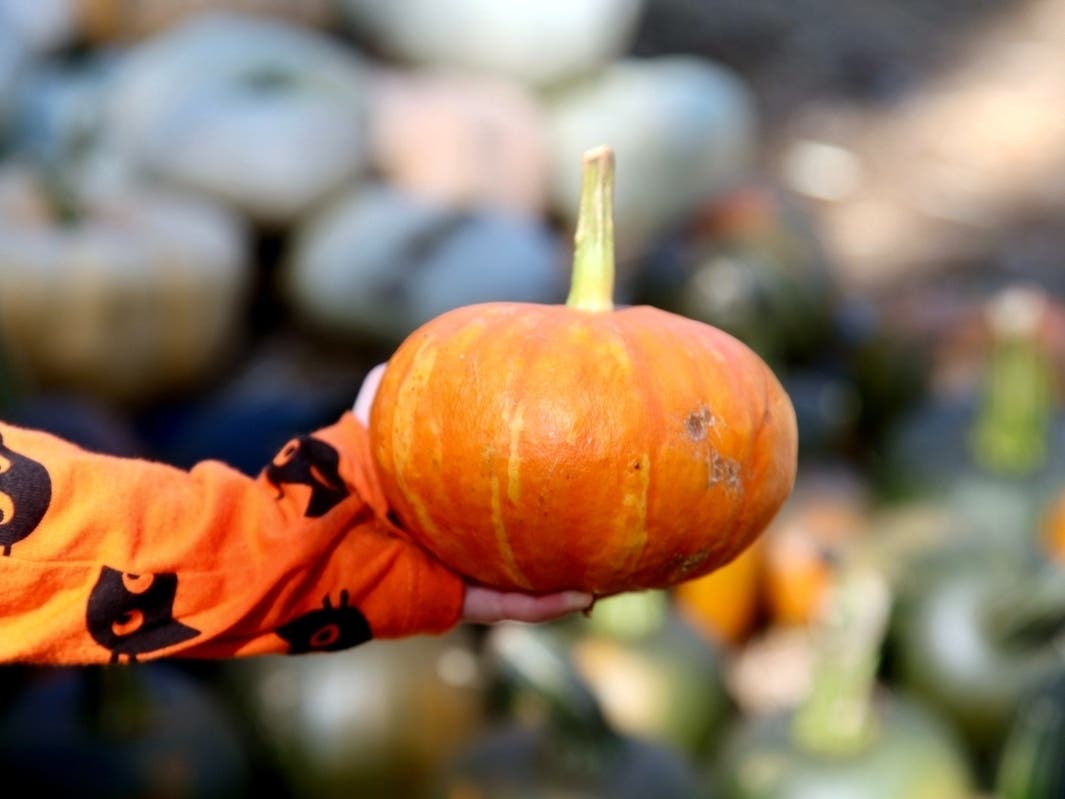Patch Inflation Inflation Affecting 2022 Pumpkin Prices In Scotch Plains-Fanwood ...