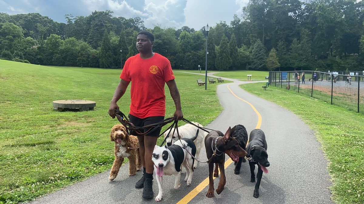 Mirror mirror dog training services