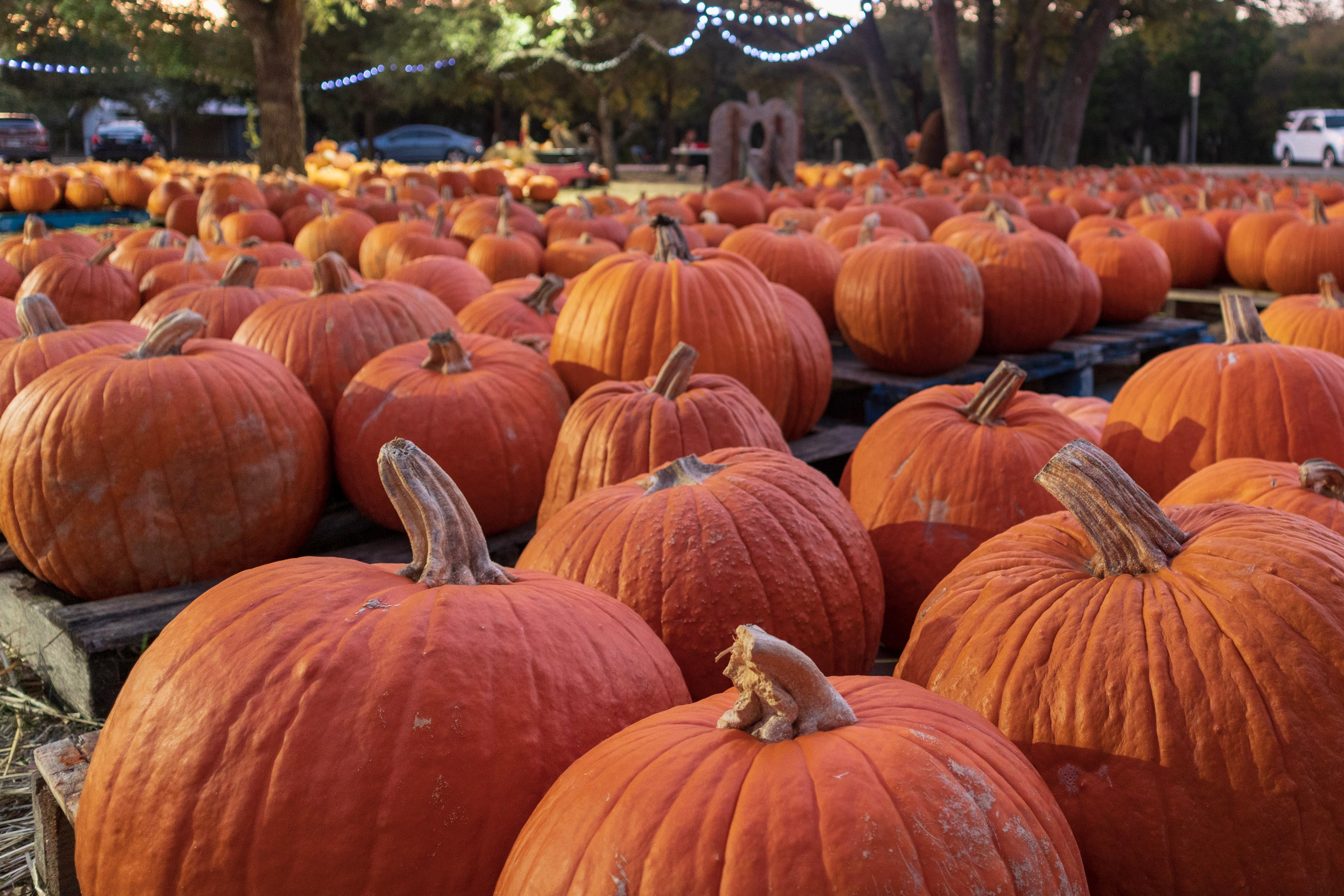 10th Annual Rockbridge Church Pumpkin Patch