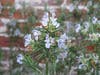 SPRING HERB SALE Lyman Estate Greenhouses